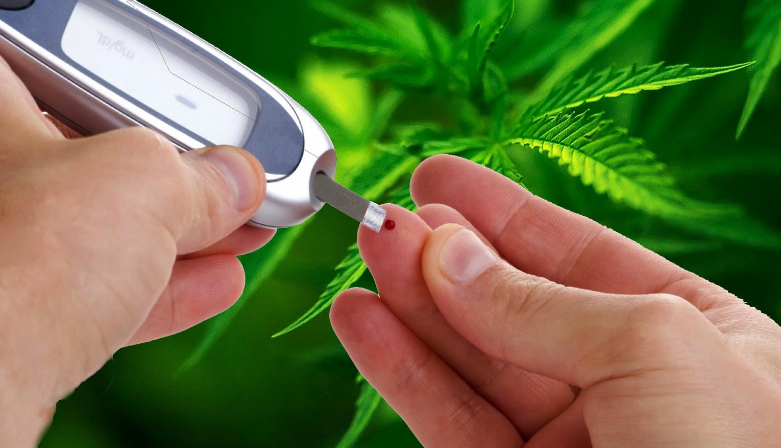 Cannabis Use Among Diabetics Raises Concerns