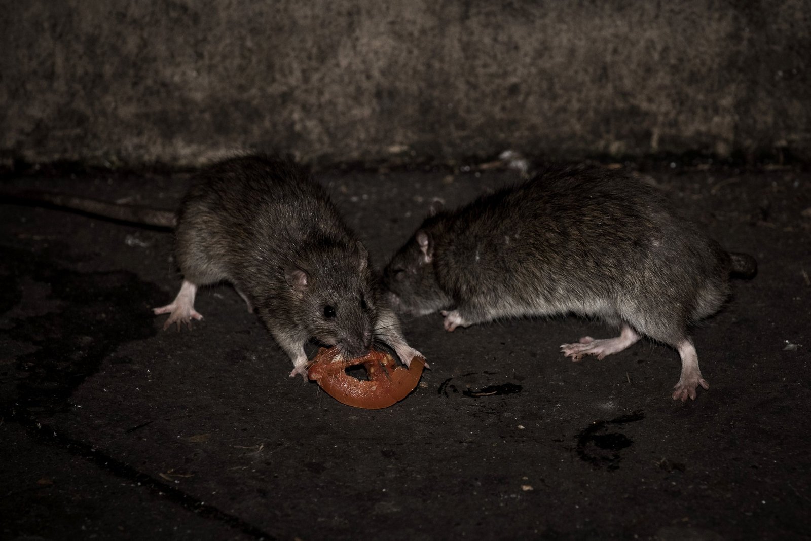 Deadly Rat Disease Spreads to Humans, Kills 4 In US