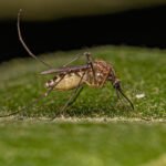 Public asked to report dead sage grouse during West Nile virus season